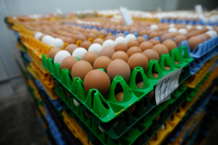 Яйца лидируют в экспорте
