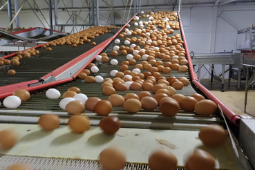 Ленобласть наращивает производство яиц