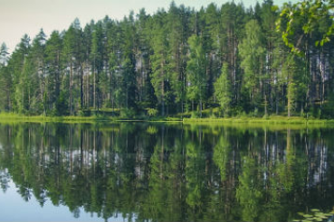 Экология: Природные богатства Ленинградской области — в Президентской библиотеке
