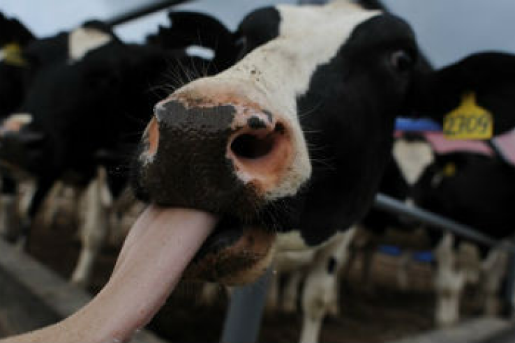 Молочное животноводство Ленинградской области собирает рекорды