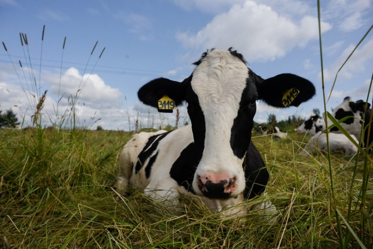 Коровы-рекордсменки — в каждый сельский двор