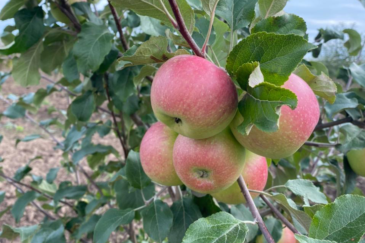 Область встречает Яблочный Спас лужскими яблоками