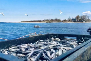 Корюшка идёт!