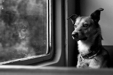 На плакатах ― «Дружок» из электрички