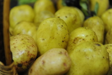 Семенного картофеля заготовлено с лихвой