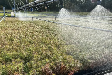 Ленобласть вырастит 250 тысяч новых деревьев для Донбасса