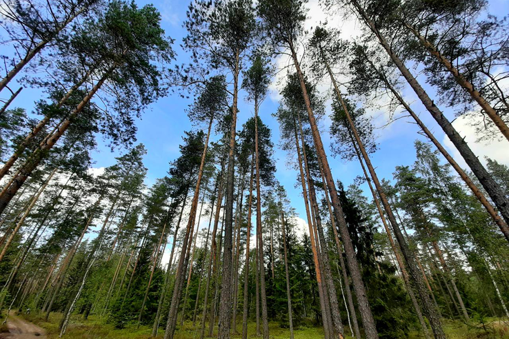 Область – в  ТОП рейтинга по качеству управления лесами