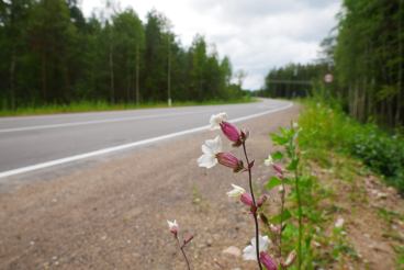 Отремонтирован участок трассы «Луга — Новгород»  