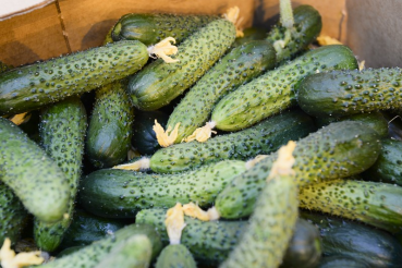 Овощи и фрукты переработают в Ленинградской области