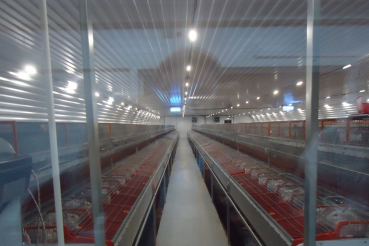 «Волховский кролик»