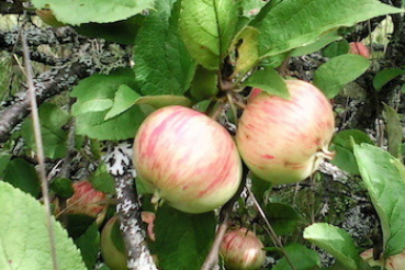 Ленинградская область обеспечит яблоками