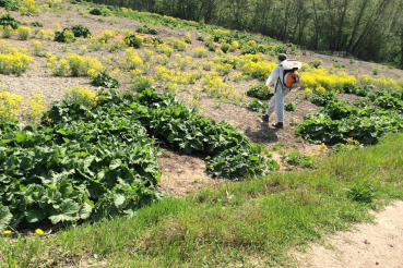 Летучие отряды против борщевика
