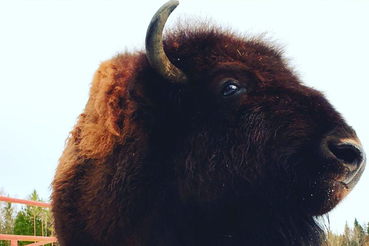 Зубробизоны включились в противопожарную агитацию