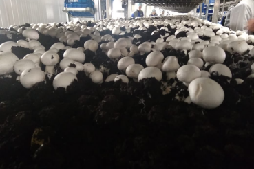 Область выходит в лидеры по производству шампиньонов