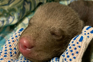 Область выбирает имена спасённым медвежатам