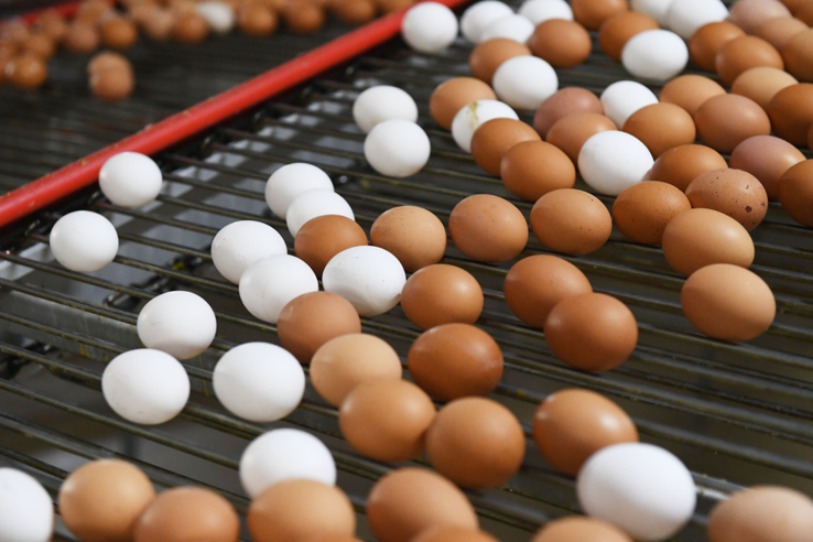 Ленобласть встречает Пасху с новым яичным рекордом