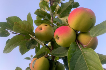 В области расцветут яблони и груши