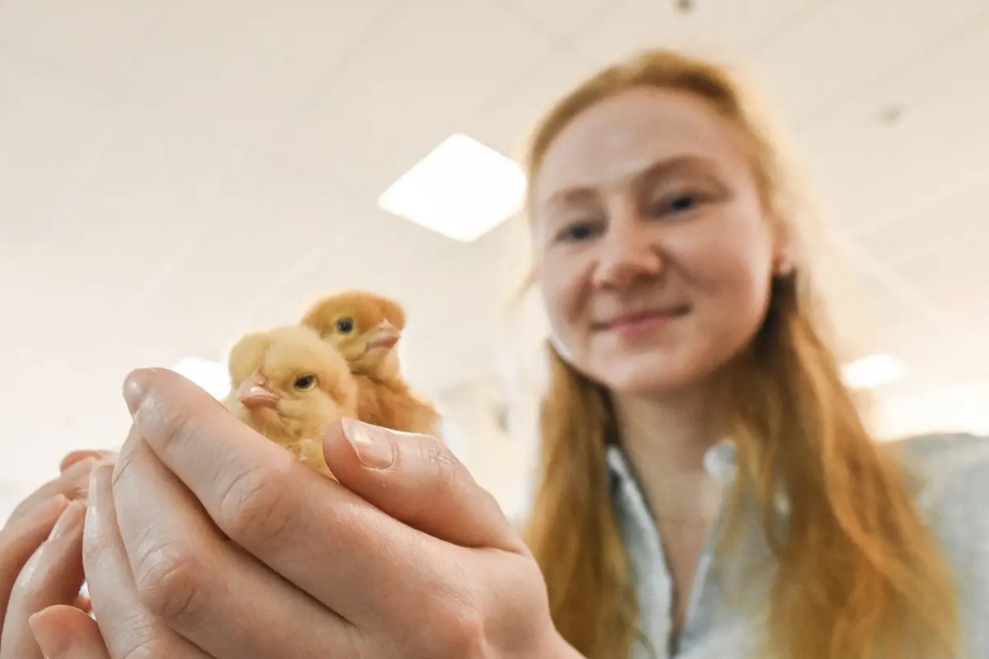 Технологии, поддержка и импортозамещение: Ленобласть укрепляет продовольственную безопасность