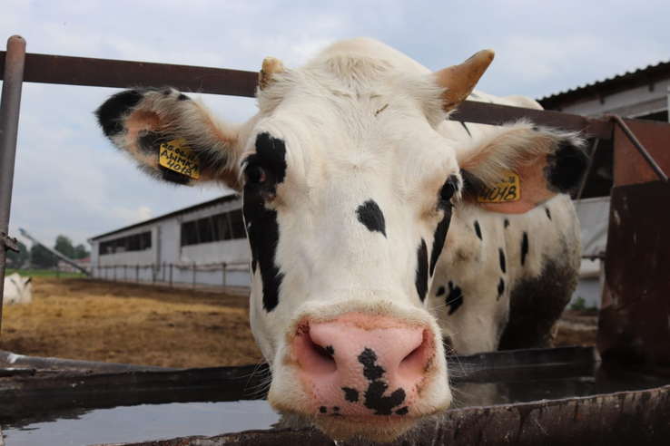 В Ленобласти — самые молочные коровы России