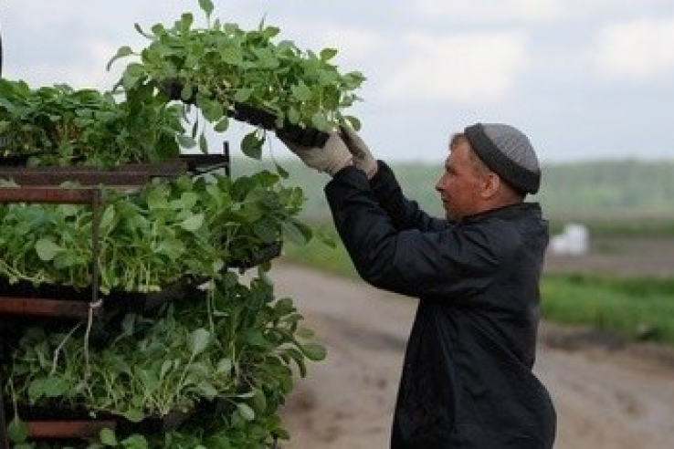 Правительство области готовит программу «Ленинградский гектар»
