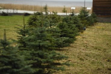 Область дарит ёлки для новогодних праздников