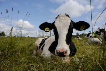 Коровы-рекордсменки — в каждый сельский двор