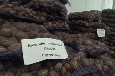 Область обеспечивает Россию семенным картофелем