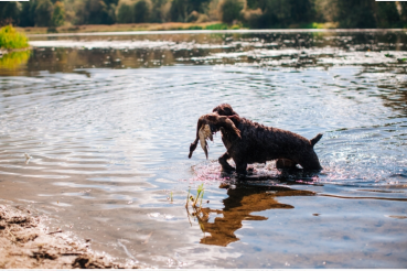 В апреле открывается весенняя охота