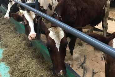 Модернизация делает область лидером в молочном животноводстве   