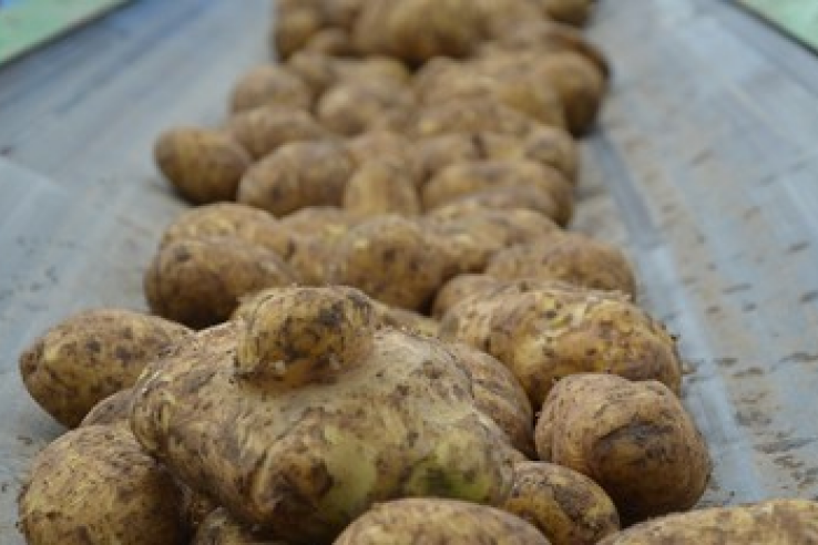 Семенной картофель по-ленинградски