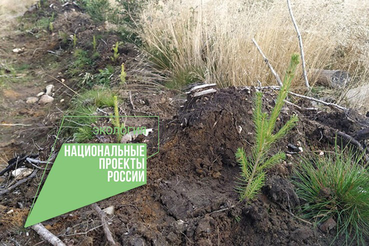 НАЦПРОЕКТЫ: новый сезон – новые лесные культуры