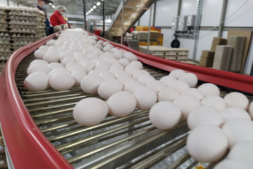 Областной птицепром выстраивает новые транспортные коридоры