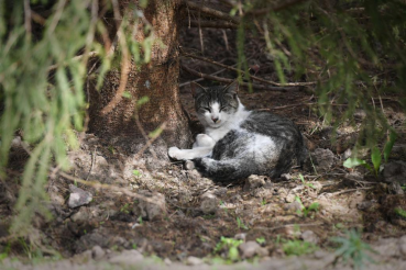 В Сосновом Бору строится ветеринарная клиника