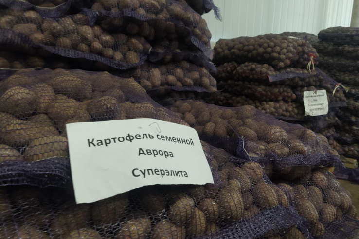 Область обеспечивает Россию семенным картофелем