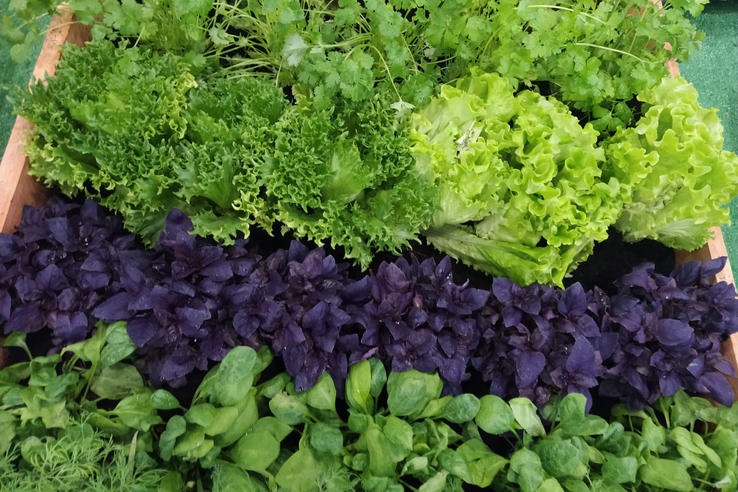Область примет крупнейшее производство овощных салатов