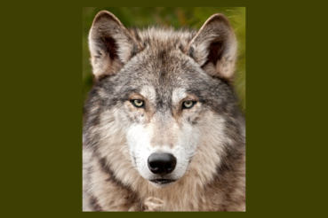 Начинается осенняя вакцинация диких животных против бешенства