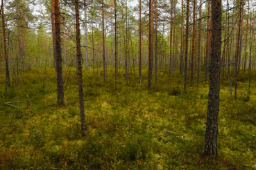 Посещение лесов — под запретом