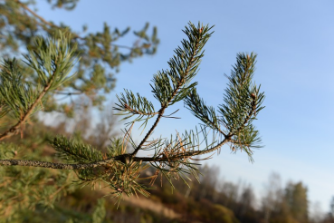Область добавит на парки и скверы