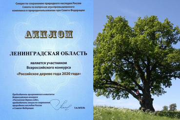 Голосуем за российское дерево Европы
