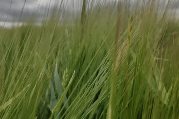 В Ленинградской области началась посевная