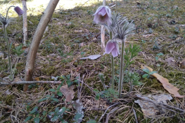 Новосёлы прижились