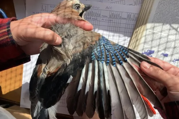 Три проекта из Ленобласти выиграли гранты Президентского фонда природы