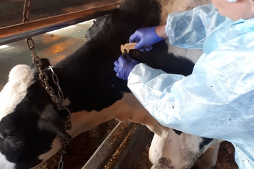 В области сохраняется эпизоотическое благополучие