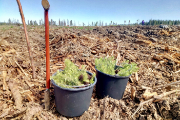 Сохраним лес вместе