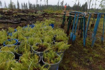 Регион эффективно управляет лесами