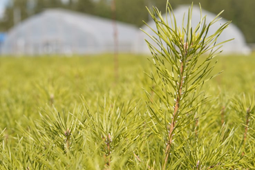 Область расширяет площадь лесов