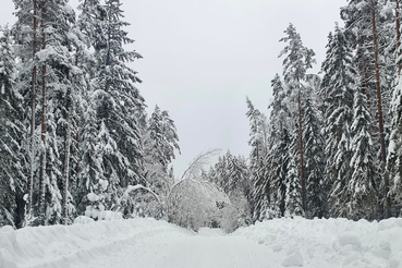 Область ликвидирует свалки в лесу