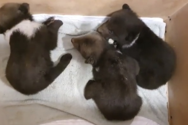 Маша и три медведя