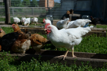 «Агростартап»: победителей определит второй тур