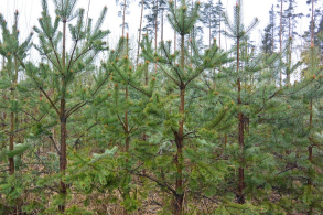 Лесовосстановление в Ленинградской области